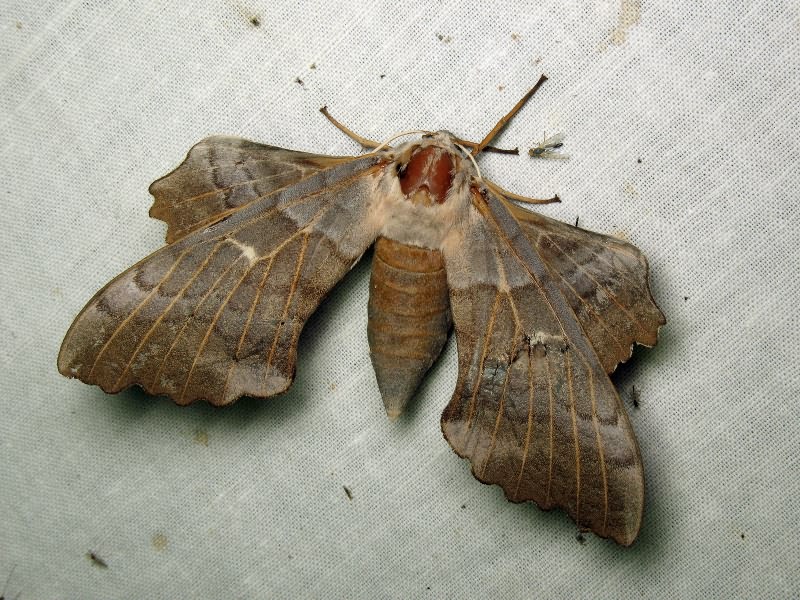 Laothoe populi (Linnaeus, 1758)